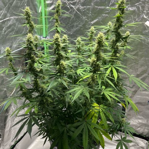 Blueberry Zkittlez Automatic growlog timeline photo