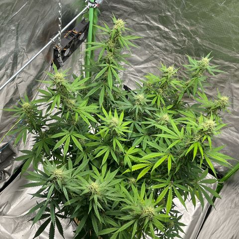 Blueberry Zkittlez Automatic growlog timeline photo