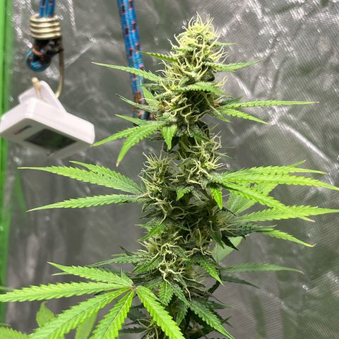 Blueberry Zkittlez Automatic growlog timeline photo