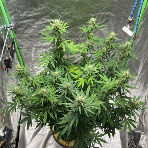 Blueberry Zkittlez Automatic growlog timeline photo