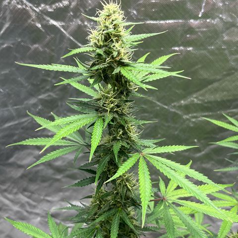 Blueberry Zkittlez Automatic growlog timeline photo