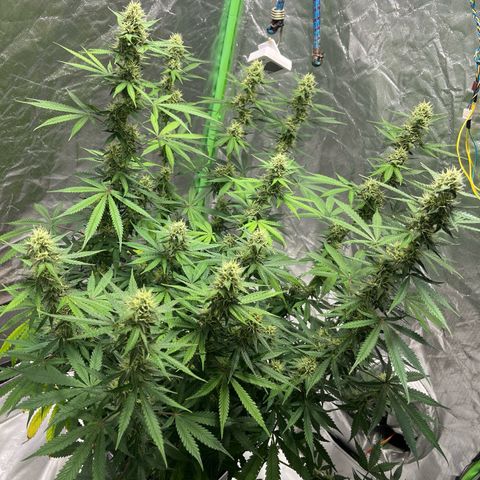 Blueberry Zkittlez Automatic growlog timeline photo