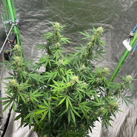Blueberry Zkittlez Automatic growlog timeline photo