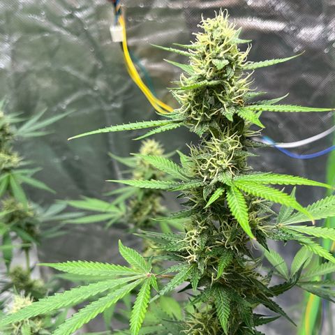 Blueberry Zkittlez Automatic growlog timeline photo