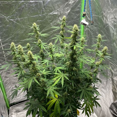 Blueberry Zkittlez Automatic growlog timeline photo
