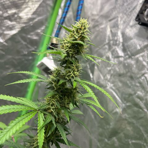 Blueberry Zkittlez Automatic growlog timeline photo