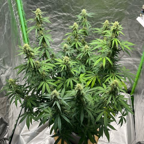 Blueberry Zkittlez Automatic growlog timeline photo