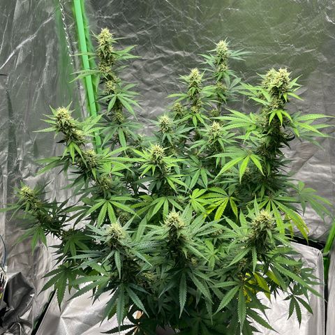 Blueberry Zkittlez Automatic growlog timeline photo
