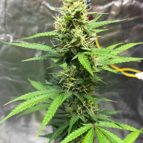 Blueberry Zkittlez Automatic growlog timeline photo