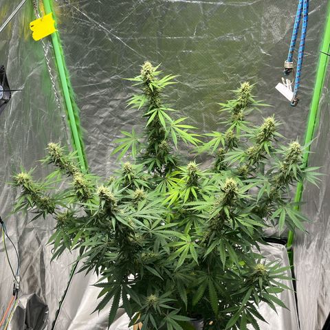 Blueberry Zkittlez Automatic growlog timeline photo