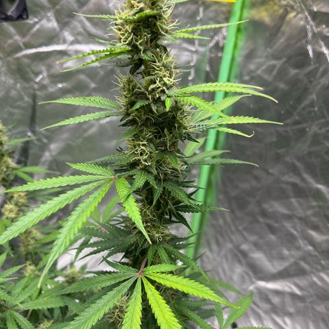 Blueberry Zkittlez Automatic growlog timeline photo