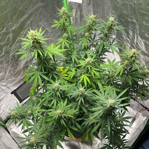 Blueberry Zkittlez Automatic growlog timeline photo