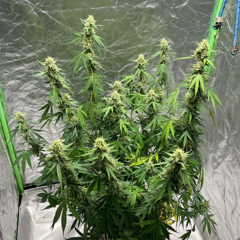 Blueberry Zkittlez Automatic growlog timeline photo