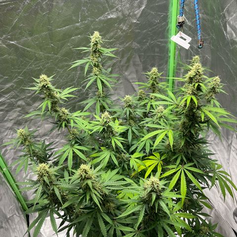 Blueberry Zkittlez Automatic growlog timeline photo