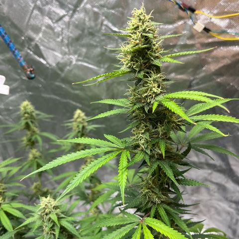 Blueberry Zkittlez Automatic growlog timeline photo