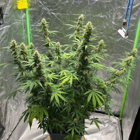 Blueberry Zkittlez Automatic growlog timeline photo