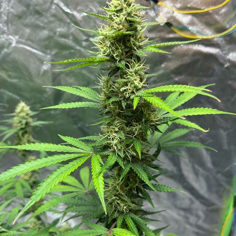 Blueberry Zkittlez Automatic growlog timeline photo