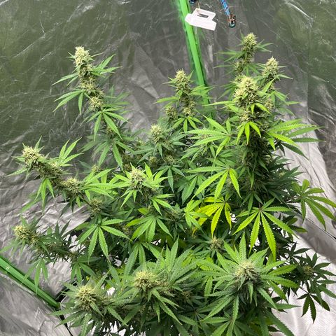 Blueberry Zkittlez Automatic growlog timeline photo