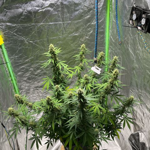 Blueberry Zkittlez Automatic growlog timeline photo
