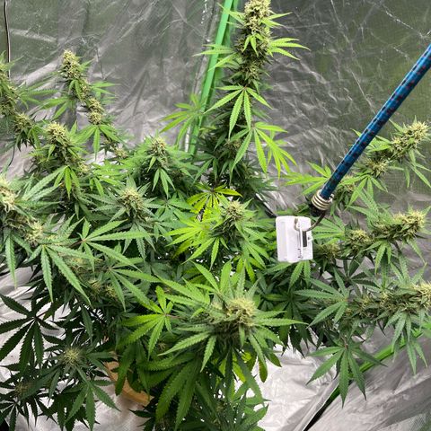 Blueberry Zkittlez Automatic growlog timeline photo