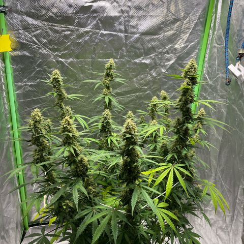 Blueberry Zkittlez Automatic growlog timeline photo
