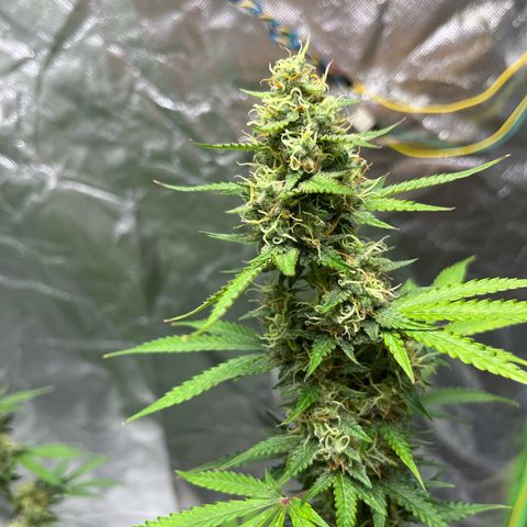 Blueberry Zkittlez Automatic growlog timeline photo
