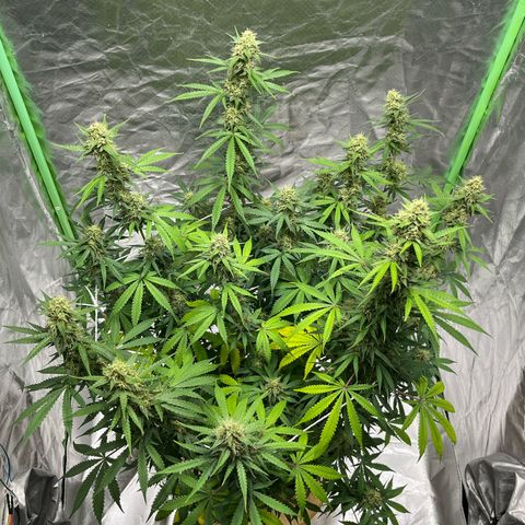 Blueberry Zkittlez Automatic growlog timeline photo