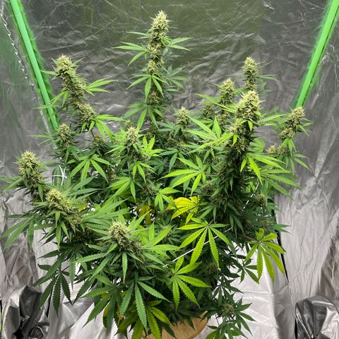 Blueberry Zkittlez Automatic growlog timeline photo