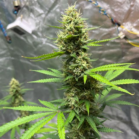 Blueberry Zkittlez Automatic growlog timeline photo