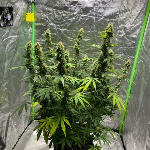 Blueberry Zkittlez Automatic growlog timeline photo