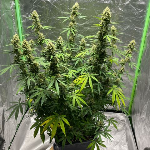 Blueberry Zkittlez Automatic growlog timeline photo