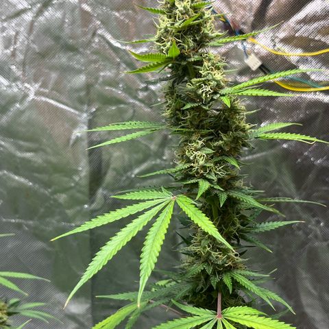 Blueberry Zkittlez Automatic growlog timeline photo