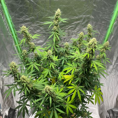 Blueberry Zkittlez Automatic growlog timeline photo