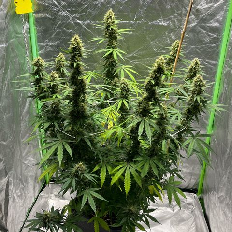Blueberry Zkittlez Automatic growlog timeline photo