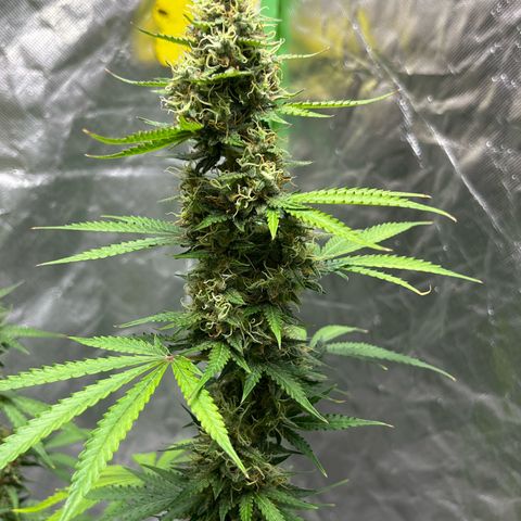 Blueberry Zkittlez Automatic growlog timeline photo