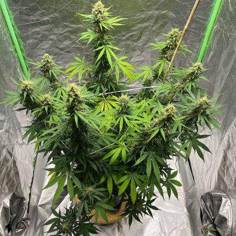 Blueberry Zkittlez Automatic growlog timeline photo