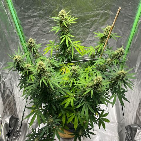 Blueberry Zkittlez Automatic growlog timeline photo