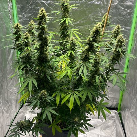 Blueberry Zkittlez Automatic growlog timeline photo