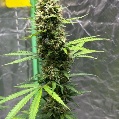 Blueberry Zkittlez Automatic growlog timeline photo