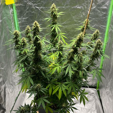 Blueberry Zkittlez Automatic growlog timeline photo