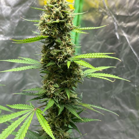 Blueberry Zkittlez Automatic growlog timeline photo