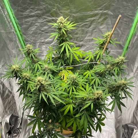 Blueberry Zkittlez Automatic growlog timeline photo
