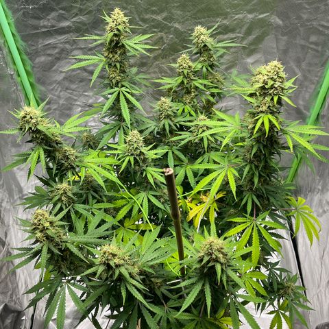 Blueberry Zkittlez Automatic growlog timeline photo