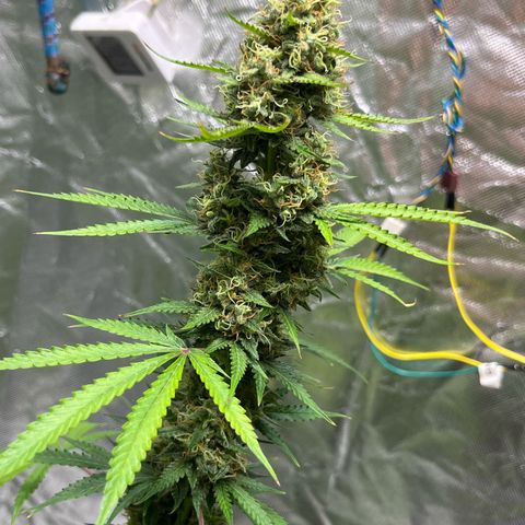 Blueberry Zkittlez Automatic growlog timeline photo