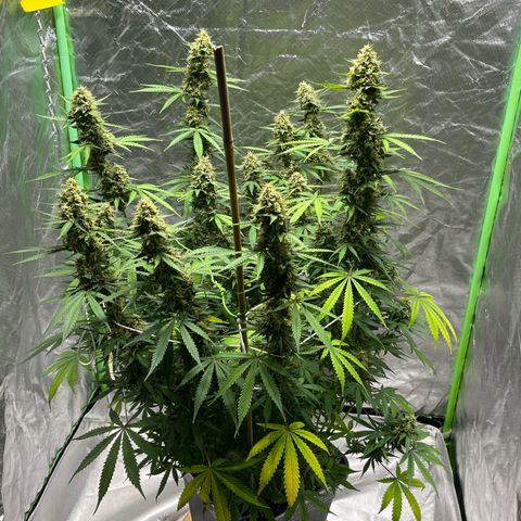 Blueberry Zkittlez Automatic growlog timeline photo
