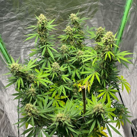Blueberry Zkittlez Automatic growlog timeline photo
