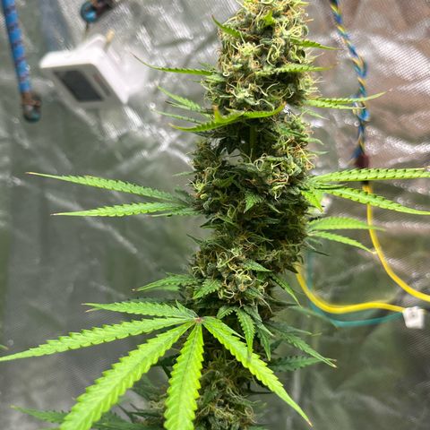 Blueberry Zkittlez Automatic growlog timeline photo