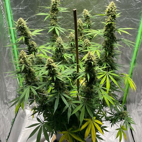 Blueberry Zkittlez Automatic growlog timeline photo