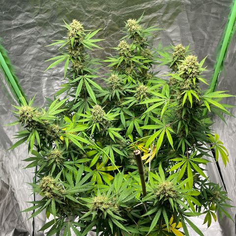 Blueberry Zkittlez Automatic growlog timeline photo