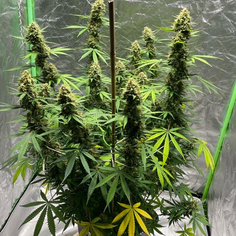 Blueberry Zkittlez Automatic growlog timeline photo